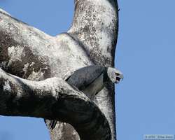 Harpy Eagle (Harpia harpyja)