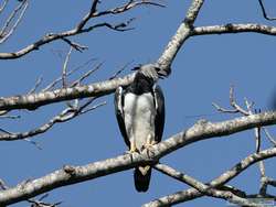 Harpy Eagle (Harpia harpyja)