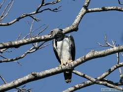 Harpy Eagle (Harpia harpyja)