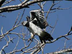 Harpy Eagle (Harpia harpyja) in flight.