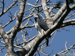 Harpy Eagle (Harpia harpyja)