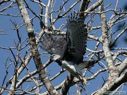 Harpy Eagle (Harpia harpyja) in flight.