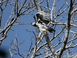 Harpy Eagle (Harpia harpyja) in flight.