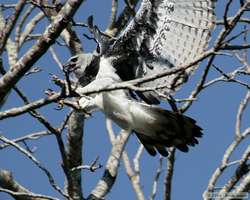 Harpy Eagle (Harpia harpyja) in flight.