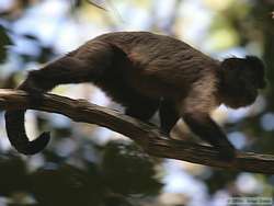 Brown Capuchin (Cebus apella robustus )