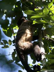 Brown Capuchin (Cebus apella robustus )