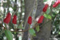 Yep, more red vine flowers.