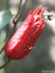 Close-up of the buds.