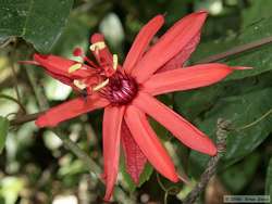 Cool red flower.