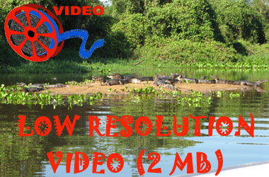 Link to low resolution video of Pantanal Caiman  (Caiman yacare)