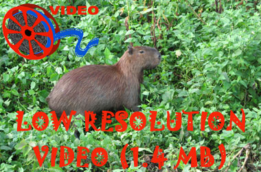 Link to high resolution video of Capybara  (Hydrochaeris hydrochaeris)