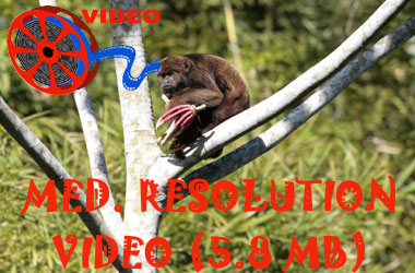 Link to medium resolution video of a Brown Howler monkey (Alouatta fusca)