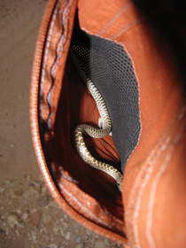 The Glossy Snake (Arizona elegans) riding in my pocket to a better home down Buckskin Gulch.